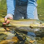 Photo taken by Dan U