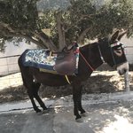 Donkeys for looking not for riding.  | Photo taken by Heidi C