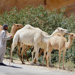 Along the narrow road to Wadi Rum, we slowed down to allow the Bedouin herder to move his camels along to grazing. There were several baby camels, including the adolescent on the right of this photo. White camels are relatively rare, so it was a treat to see one up close. | Photo taken by Rich W