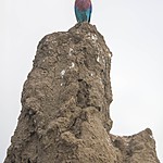 Termites use saliva to create their hard mounds. | Photo taken by Jonathan G