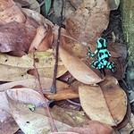 Poison dart frog | Photo taken by Federica M