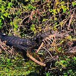 Photo taken by Dennis H