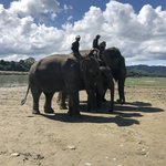 Elephants  | Photo taken by Gerald S