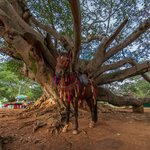 Horse under the Banyan tree in Pindaya. | Photo taken by Tack S