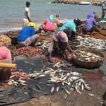 Cleaning fish for drying. | Photo taken by Sylvanna C