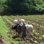 Working the fields | Photo taken by Rachael W