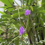 Photo taken by Morton A