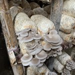 Visiting a mushroom farm | Photo taken by Bonnie S