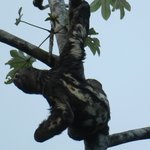 Brown-throated Three-toed Sloth | Photo taken by Wendy D
