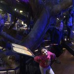 Treehouse Hotel | Photo taken by Nitin A