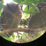 Owls spotted by Javier, our great guide | Photo taken by B P
