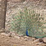 Peacock | Photo taken by carole c