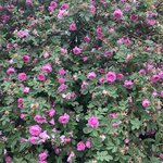 Photo taken by Eleanor S