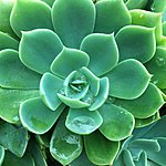 Lunch and pretty flowers | Photo taken by Herman L