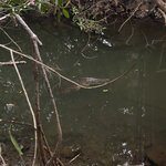 Crocodile spottet in a river by Playa Carrillo | Photo taken by Anita L