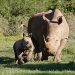 Baby Rhino - 2 months old | Photo taken by Nick F