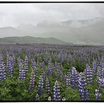 Lupine near Svartifoss on Route 1 | Photo taken by Gail D