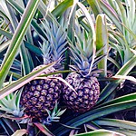 Fresh fruit near Chocoverde | Photo taken by Hugh B