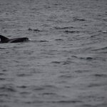 Photo taken by Amanda Z