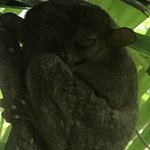 Famous fro these primates. Bohol.   | Photo taken by Segal A