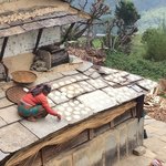 Harvesting swirls of rice noodles set on the roof to dry, Ghandruk village | Photo taken by Peter A