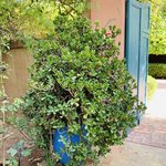 YSL gardens | Photo taken by Leah H