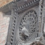 Peacock | Photo taken by Karen W