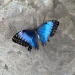 Blue Morpho butterfly  | Photo taken by Diane B