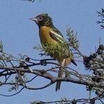 Photo taken by Joyce C