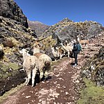 Alpacas | Photo taken by Kristin T