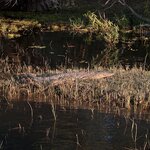 Photo taken by Tom B