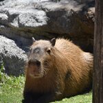 Photo taken by Linnaea M