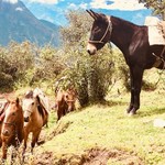Our trusty mules | Photo taken by John M