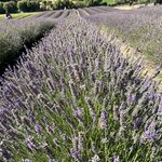 Photo taken by Linda F