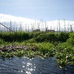 Floating garden in Inle Lake | Photo taken by Su-Lin T