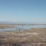 Flamingos | Photo taken by Dave E