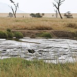 Hippo pool | Photo taken by Jonathan G