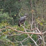 Vulture at the Vulture Restaurant | Photo taken by Susan H