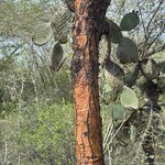 Photo taken by Thomas L