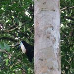 White-throated toucan | Photo taken by Wendy D