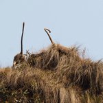 Monkey tails | Photo taken by Susan H