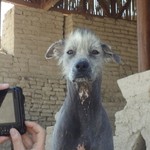 Peruvian hairless dog at the El Brujo's complex | Photo taken by Bev D