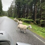 Scenic Route  | Photo taken by Jessica H