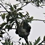 Linne's two-toed sloth | Photo taken by Wendy D