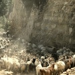 Animal traffic jam | Photo taken by Lisa D