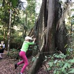 Amazon jungle tree is for rope skipping | Photo taken by Elisa M