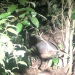 Armadillo | Photo taken by Nitin A