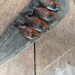 Photo taken by Sathees R