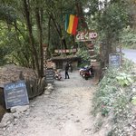 Crazy Gecko | Photo taken by Susan H