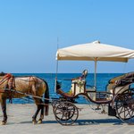 Lunch break for horse and driver | Photo taken by David B